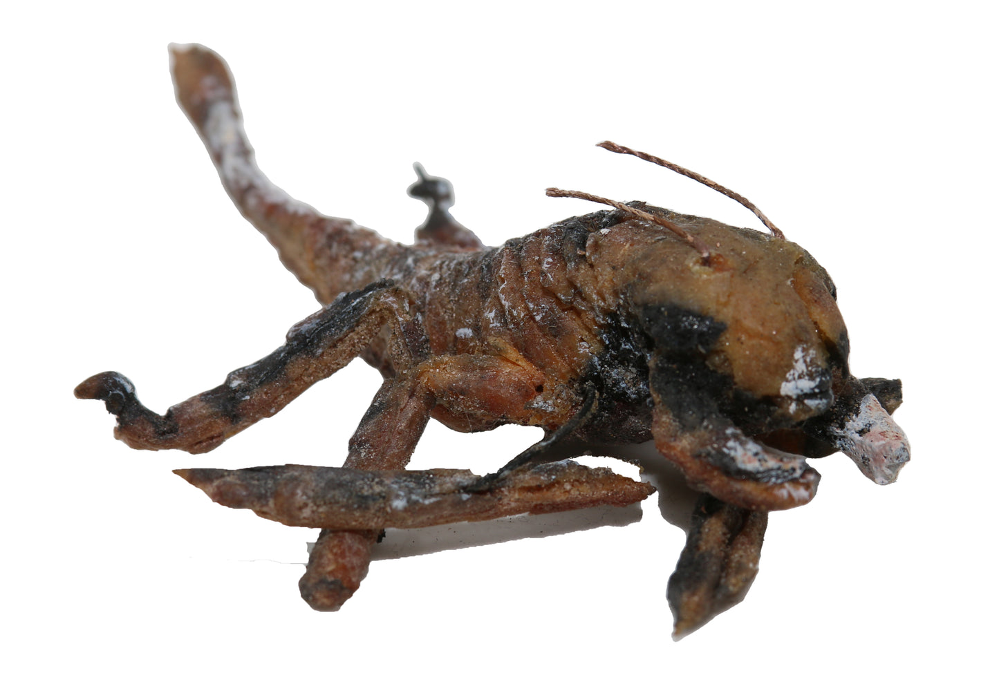 
                  
                    Sandking Creature Production Prop from The Outer Limits TV Show Episode Written by Game of Thrones creator George R.R. Martin - 1995
                  
                