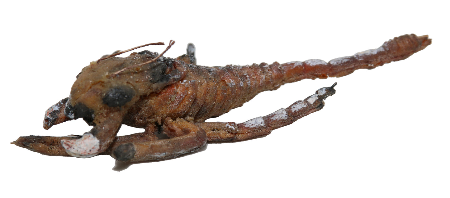 
                  
                    Sandking Creature Production Prop from The Outer Limits TV Show Episode Written by Game of Thrones creator George R.R. Martin - 1995
                  
                