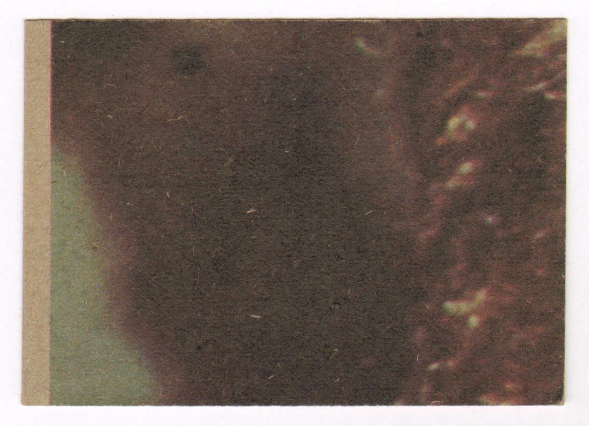 
                  
                    Shelagh Fraser as Aunt Beru in Star Wars: A New Hope Signed 1977 Topps Star Wars Trading Card #104
                  
                